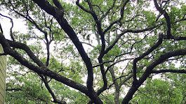 Large tree with sprawling, dark branches and green leaves.