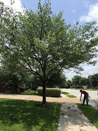 A person raking leaves on a sidewalk next to a tree with green foliage on a sunny day.