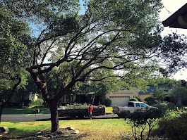 Tree in a suburban yard with a person and a truck visible in the background on a sunny day.