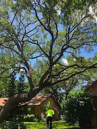 Large tree with sprawling branches, partially obscuring a house. A person in a yellow shirt stands near the trunk.