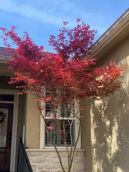 Red Japanese maple tree in front of a tan building with a blue sky.