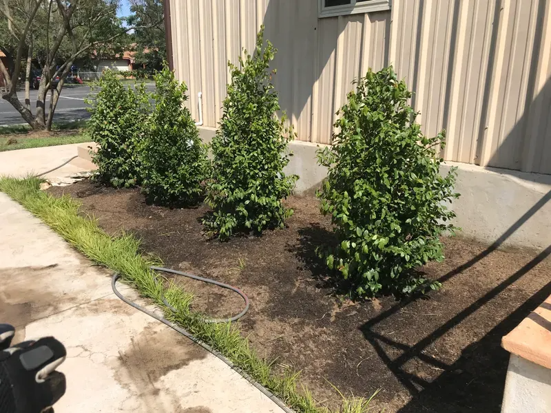Four green shrubs in a row planted in dark soil next to a building and sidewalk.