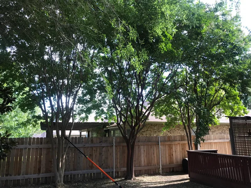 Backyard scene with trees and wooden fence. Sunlight streams through the trees.