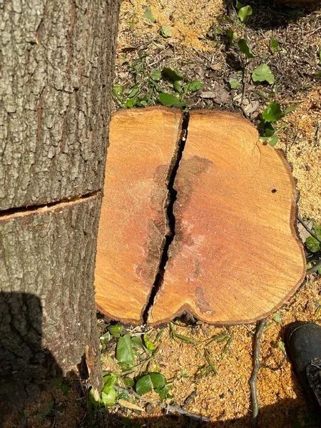 Cut tree stump with a large crack, next to a tree trunk; sawdust and green foliage surround.