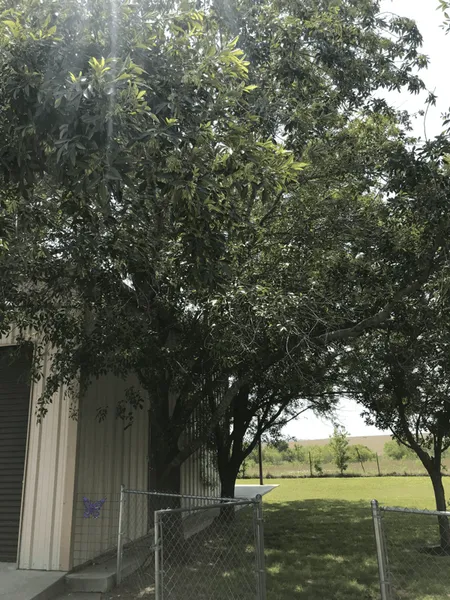 Large tree next to a light-colored building and a chain-link fence on a grassy lawn.