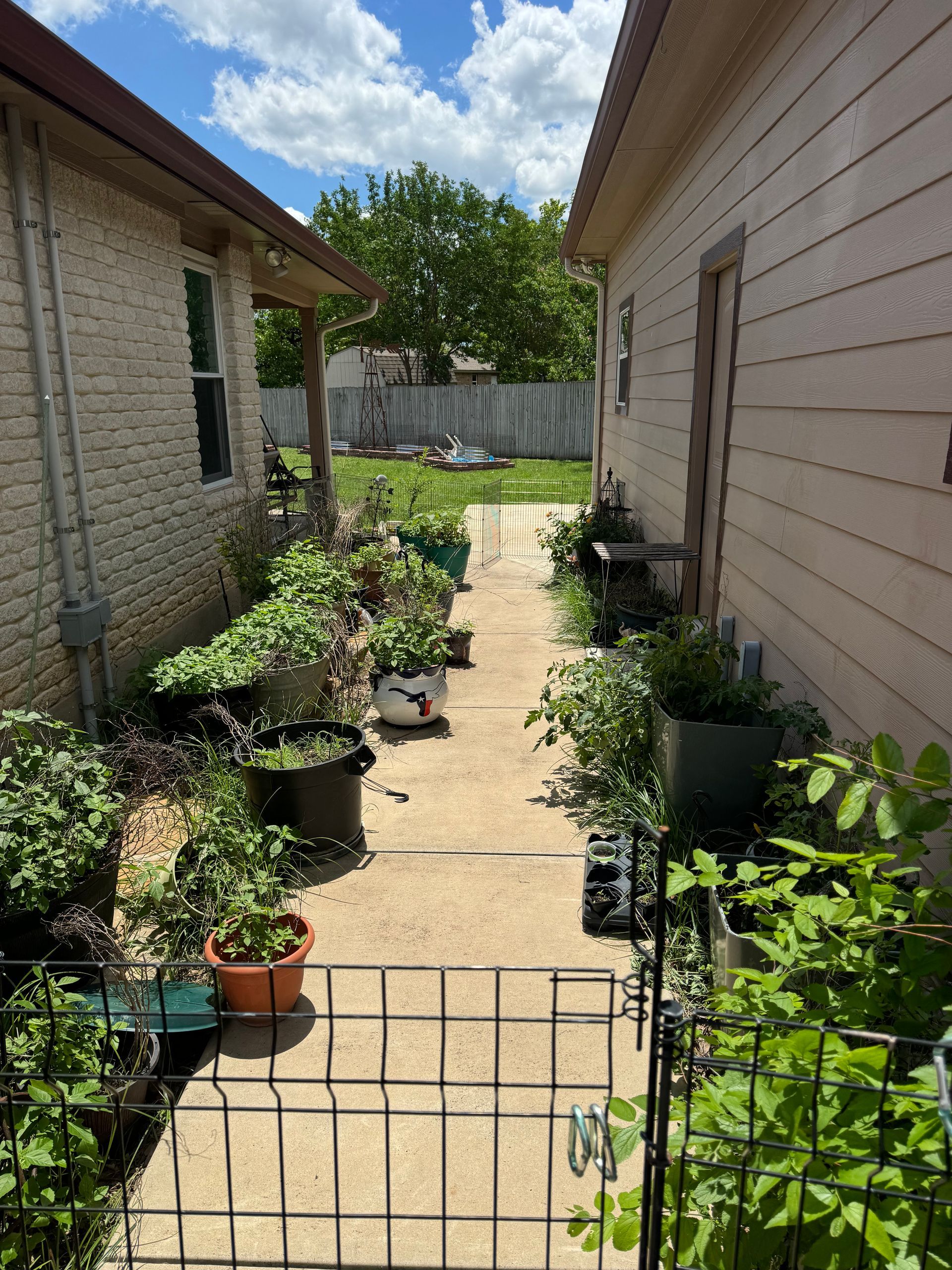 Pathway lined with potted plants between two buildings, leads to a fenced area. Sunny day.