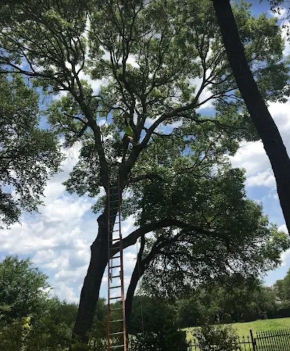 Tall tree with a ladder propped against it, reaching high into the branches. Cloudy blue sky in the background.