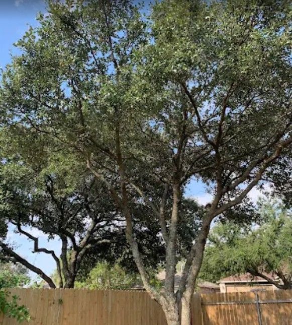 Large tree with gray bark and green leaves against a blue sky, above a wooden fence.