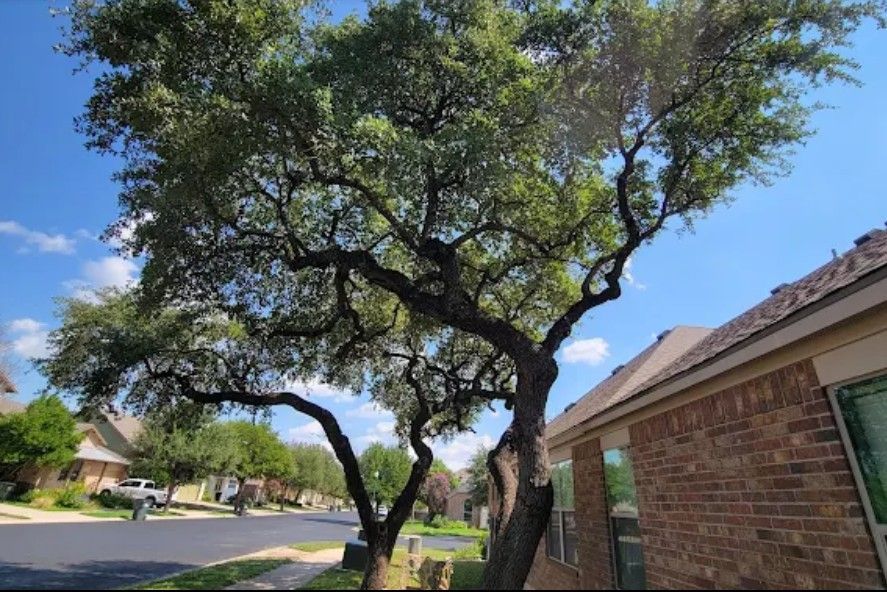 Large tree with green leaves and a crooked trunk next to a brick house and street.