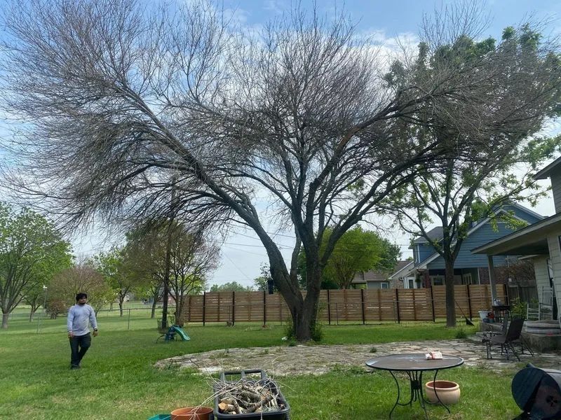Large tree with mostly bare branches in a backyard, person walking in grass.