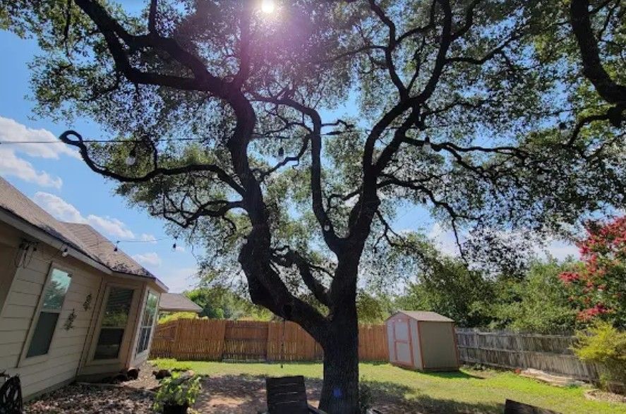 Large tree in a backyard, with a house on the left, shed and fence in the background, blue sky.
