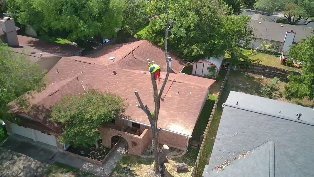 Arborist trimming a tree near a brown-roofed house. Sunny day.