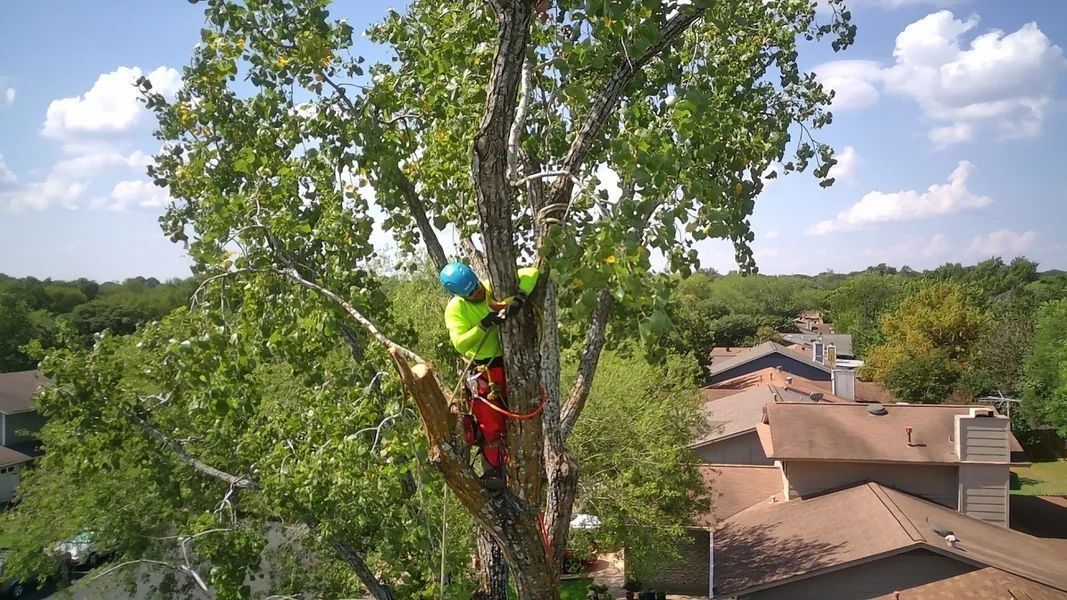 Arborist in a tree, wearing a helmet and safety harness, trimming branches, houses visible in the background.