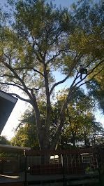 Tall tree with a full canopy. Deck of a house in the foreground. Bright sky peeks through branches.