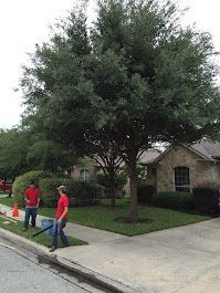 Two people in red shirts work on a lawn next to a large tree and a house.