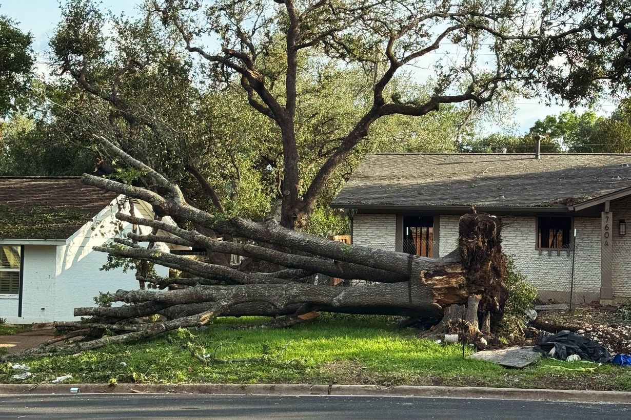 Fallen tree in front of a house