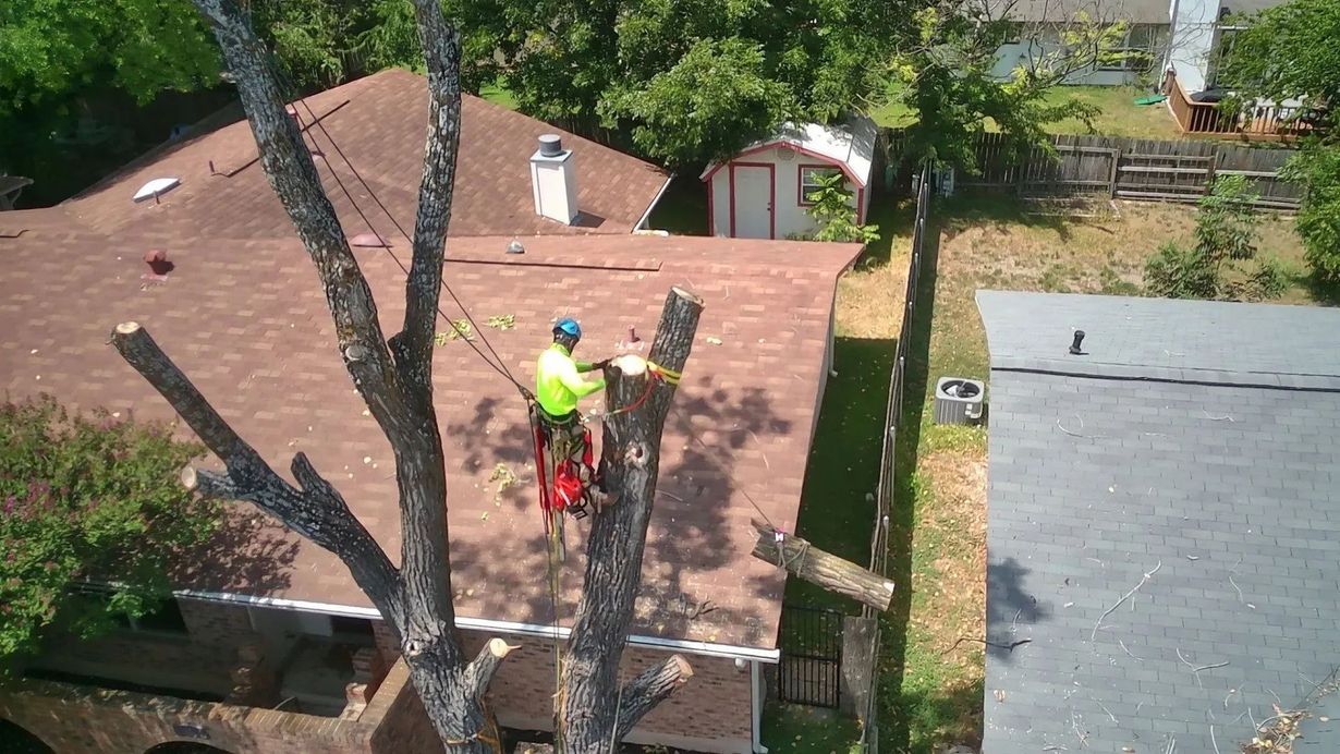 Arborist cutting tree branches near a house. He is wearing safety gear. Roof in background.