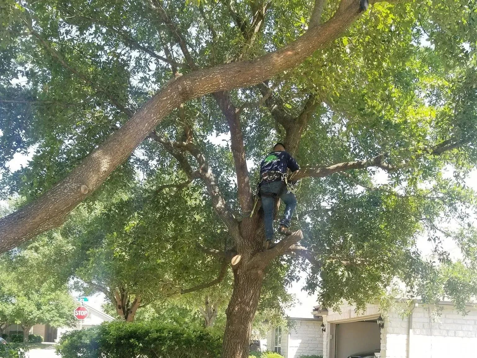 Man in tree trimming branches, using safety harness. Sunny, outdoor setting.