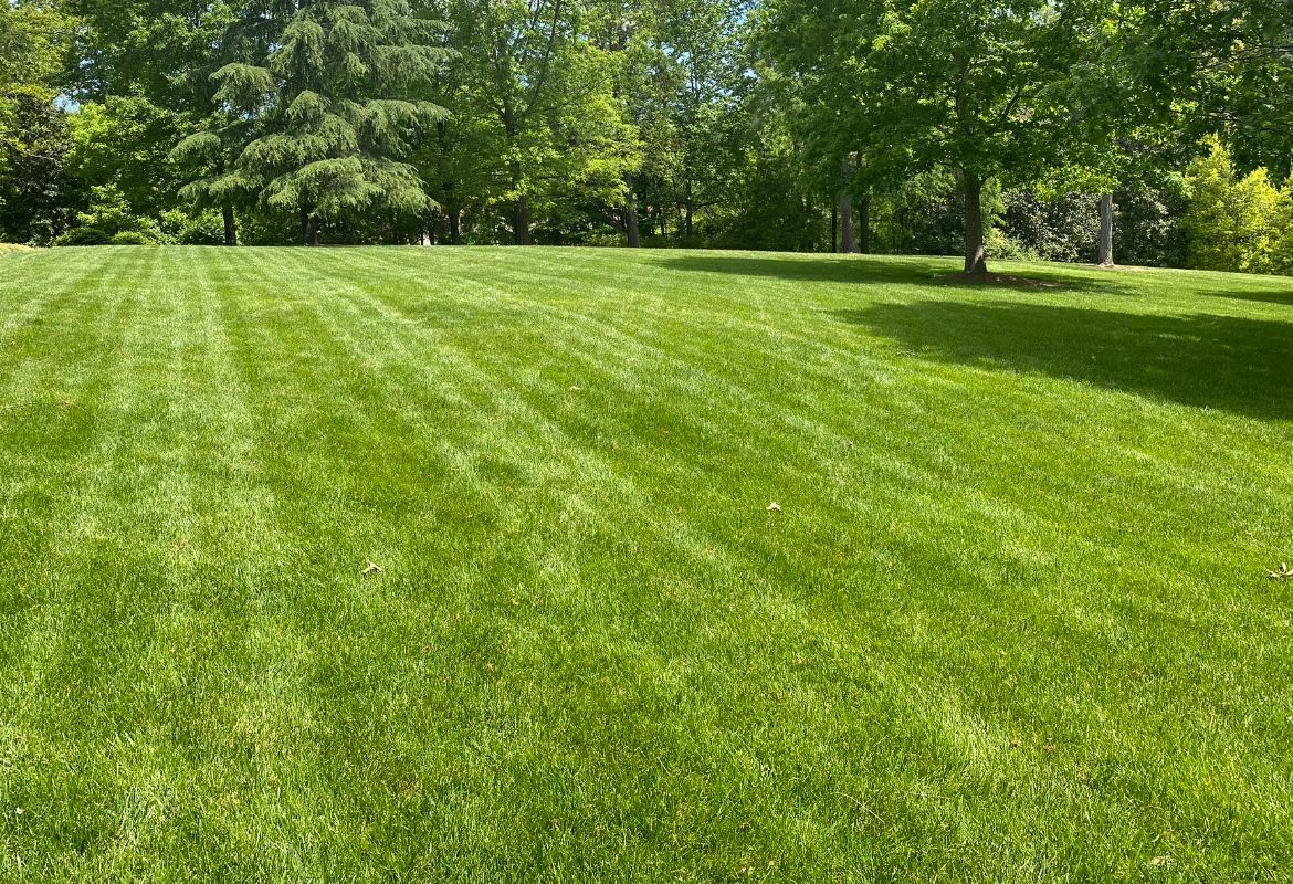 A lush green field of grass with trees in the background.