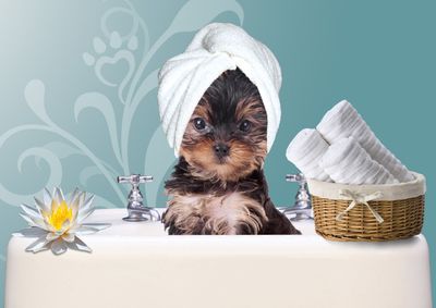 pampered pet grooming and spa