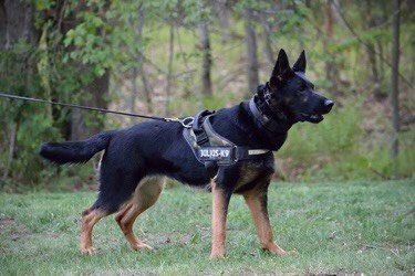 A german shepherd dog is walking on a leash in the grass.