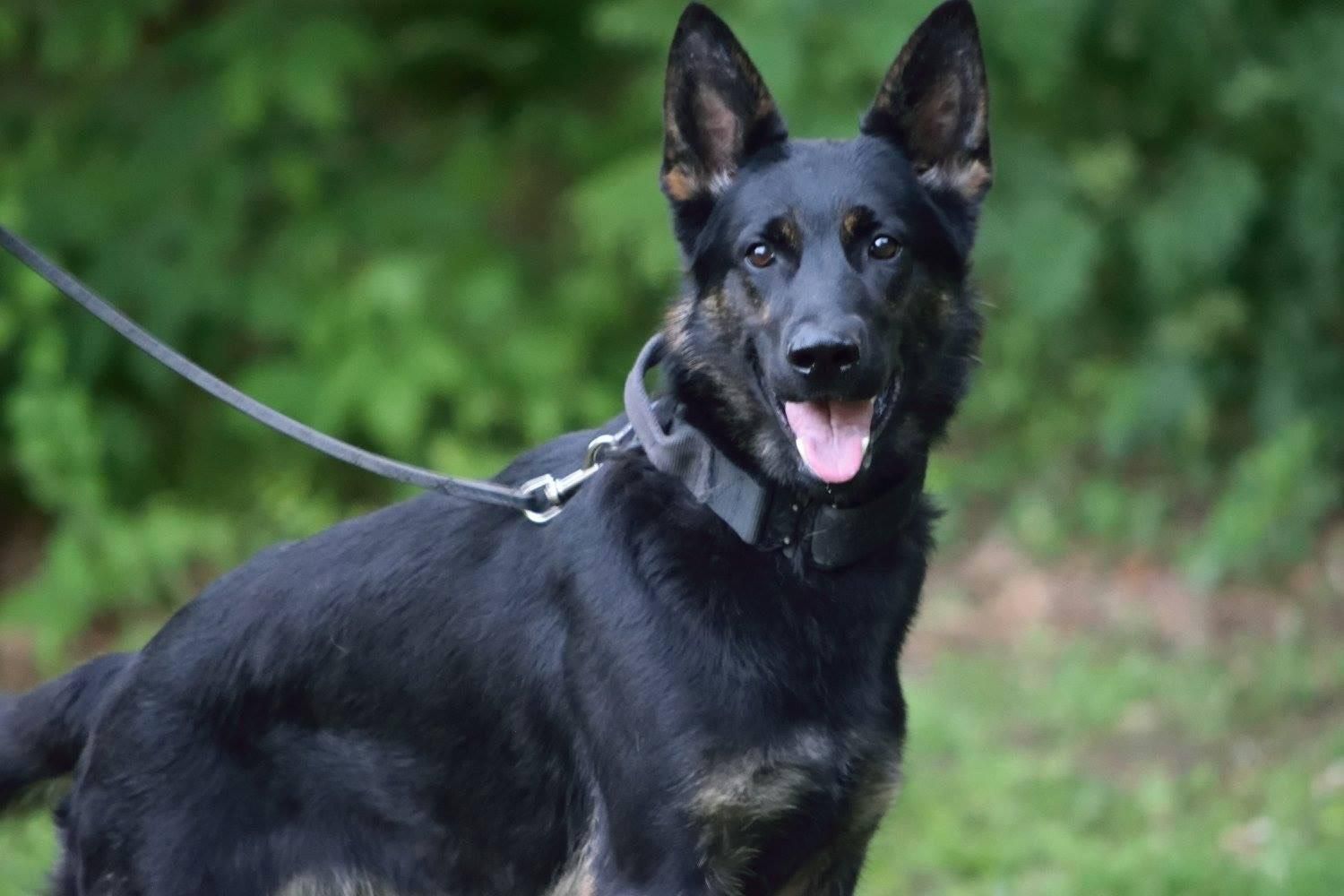 A black german shepherd dog on a leash is standing in the grass.