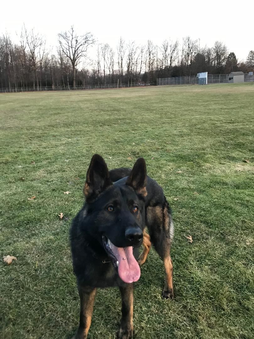 A german shepherd dog is standing in a grassy field with its tongue hanging out.
