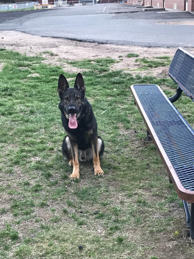 A german shepherd dog is sitting next to a bench in a park.