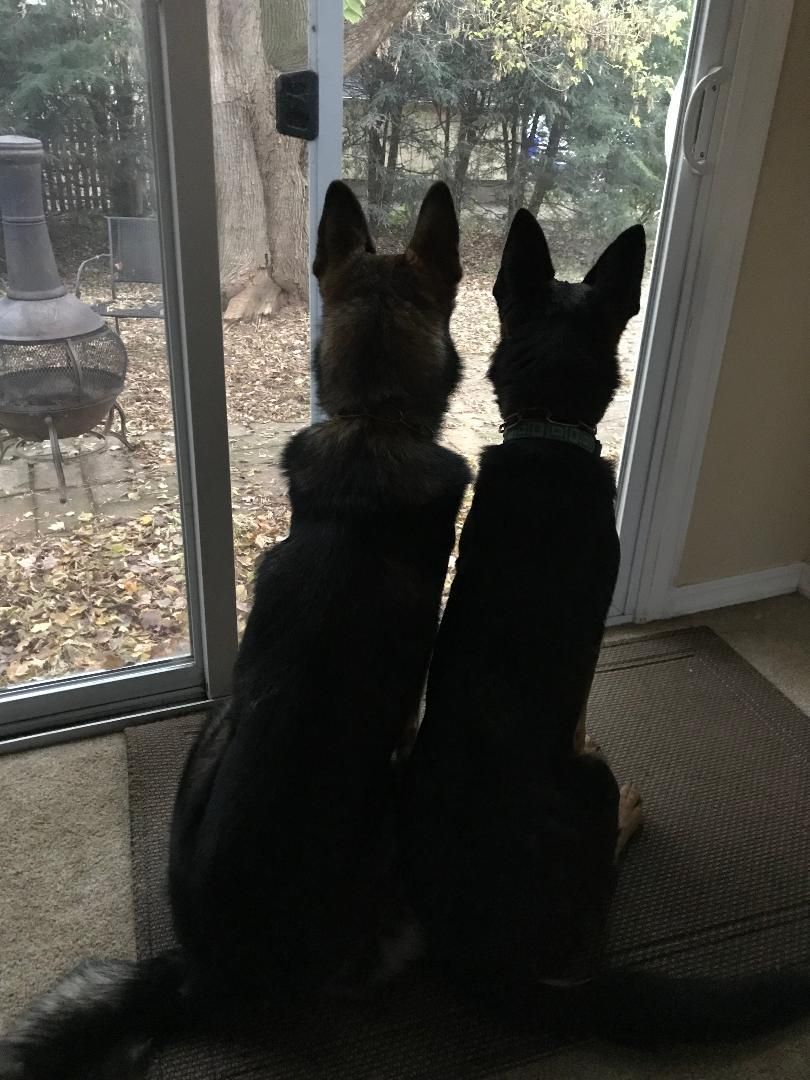 Two dogs are looking out of a sliding glass door.