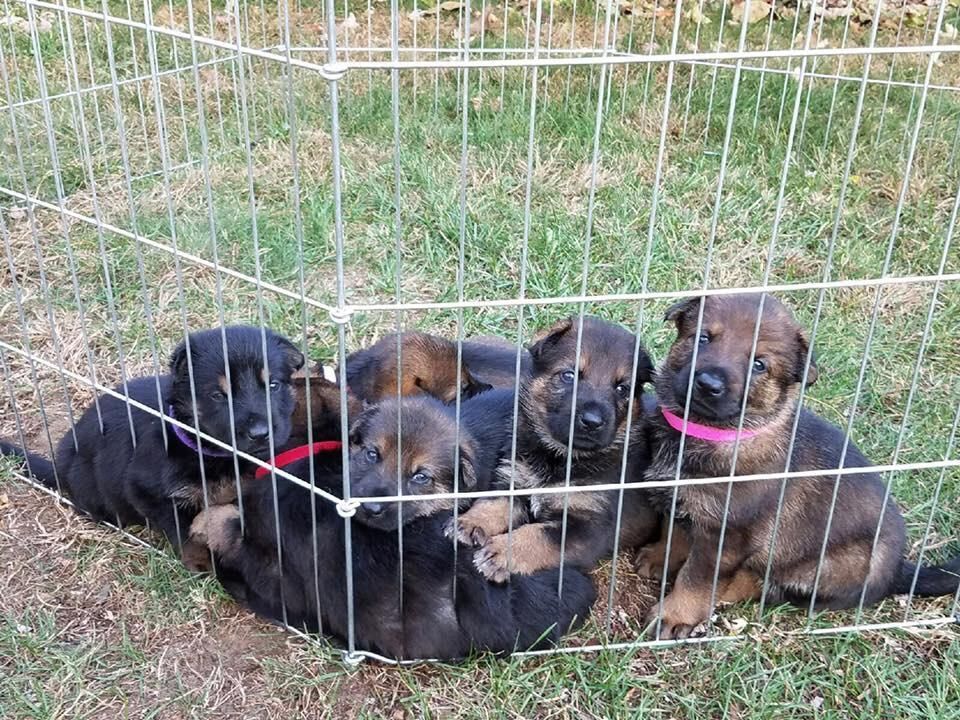 A group of german shepherd puppies are laying in a fenced in area.