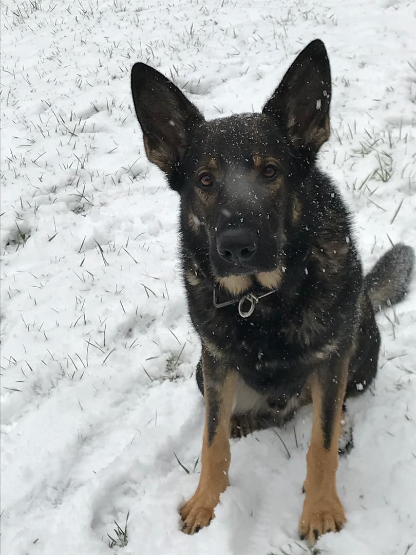 A dog is sitting in the snow and looking at the camera.