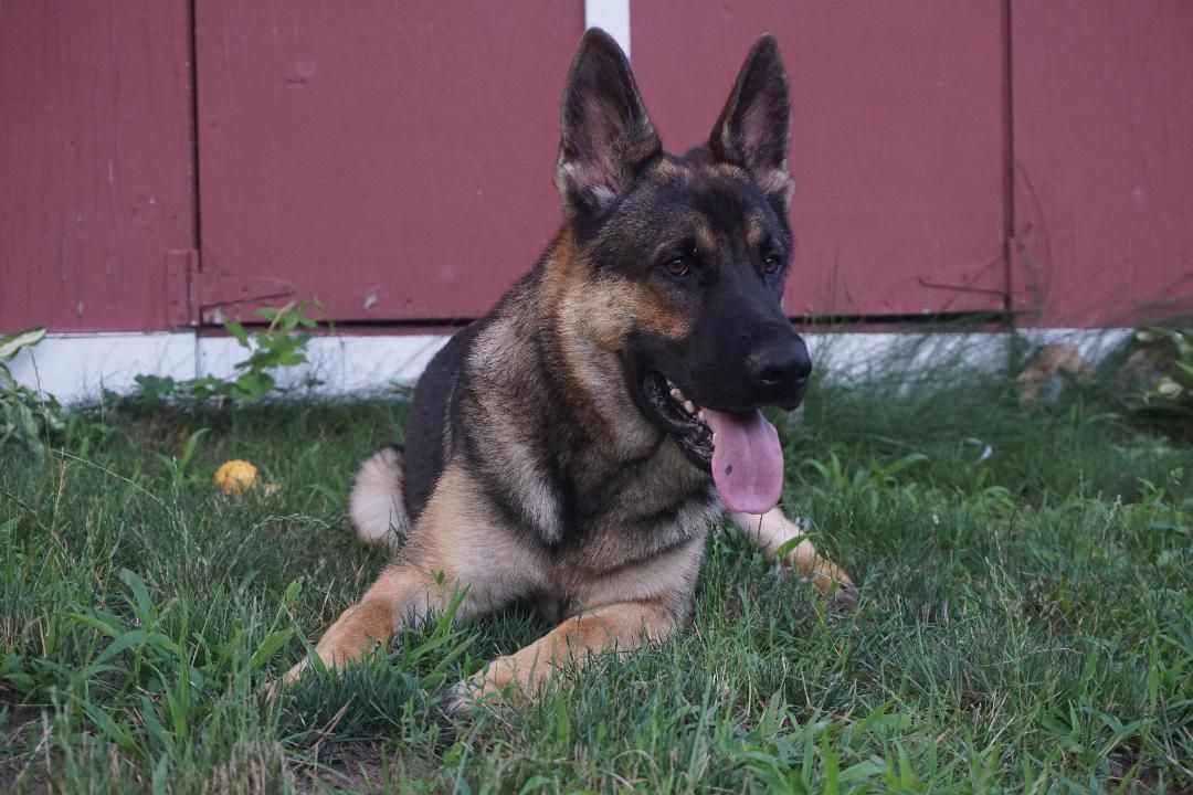 A german shepherd dog is laying in the grass in front of a red barn.