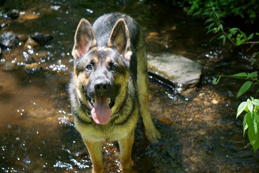 A german shepherd dog is standing in a stream of water.