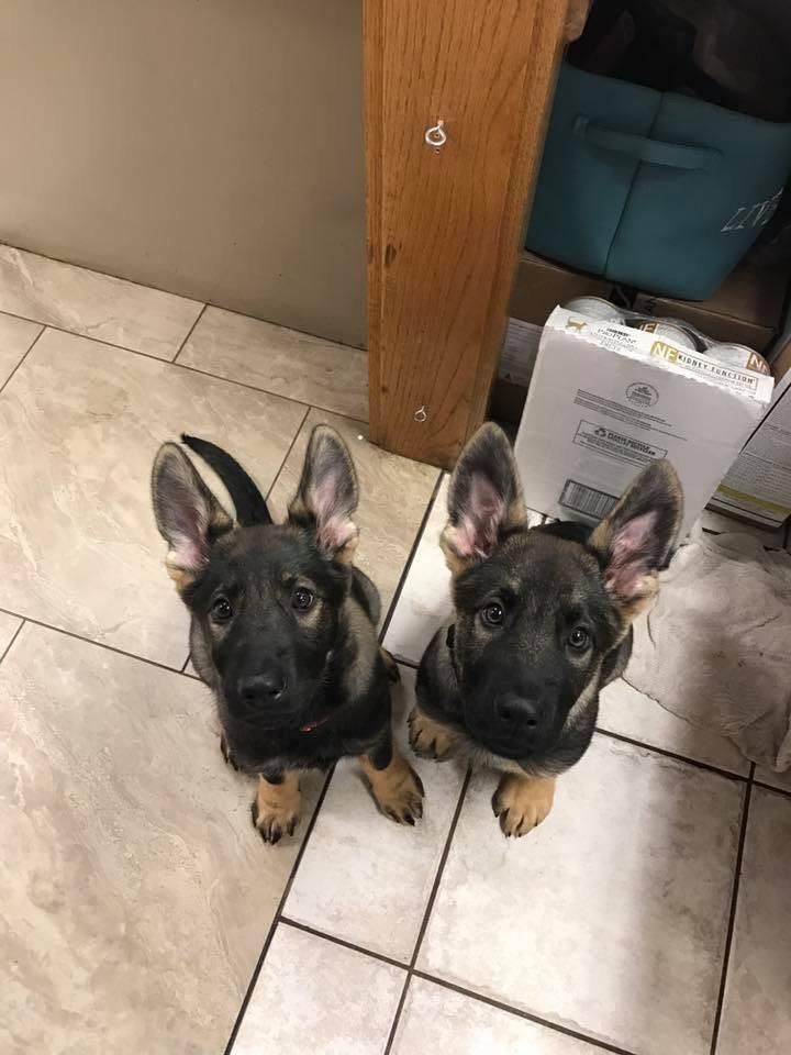 Two german shepherd puppies are sitting next to each other on a tiled floor.