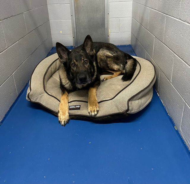 A german shepherd dog is laying on a dog bed