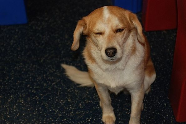 A brown and white dog with its eyes closed