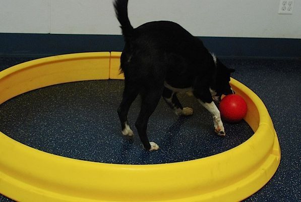 A black and white dog is playing with a red ball in a yellow circle