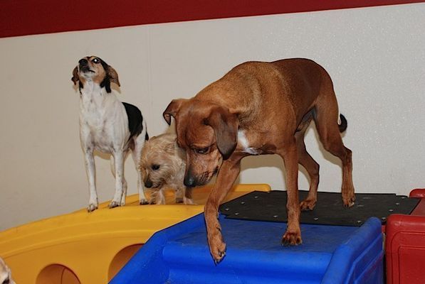 A brown dog standing on a blue box next to two other dogs