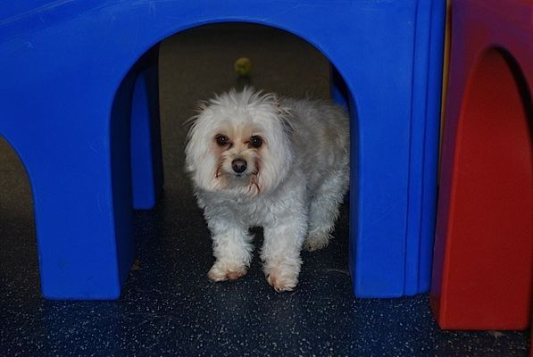A small white dog is standing in a blue archway.