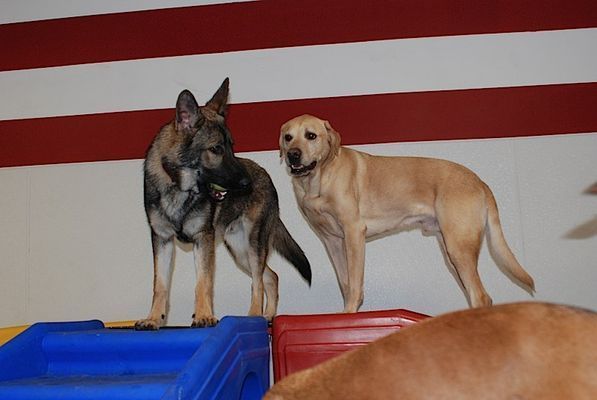 A german shepherd and a yellow lab are standing next to each other