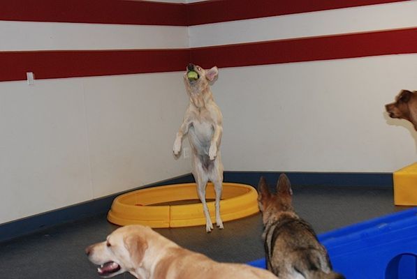 A group of dogs are playing with a ball in a room.