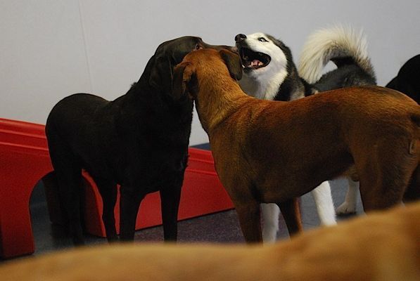 A group of dogs are playing with each other in a room.