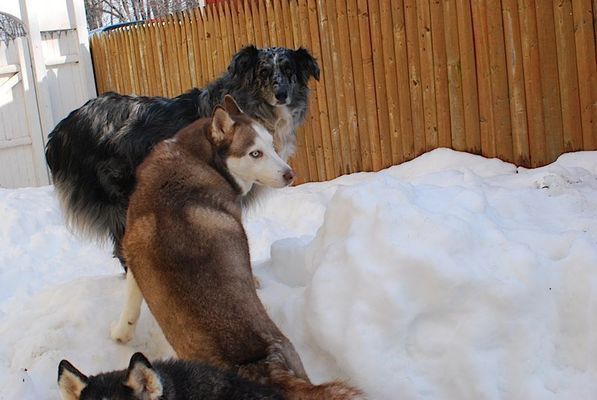 Three dogs are playing in the snow in front of a wooden fence.