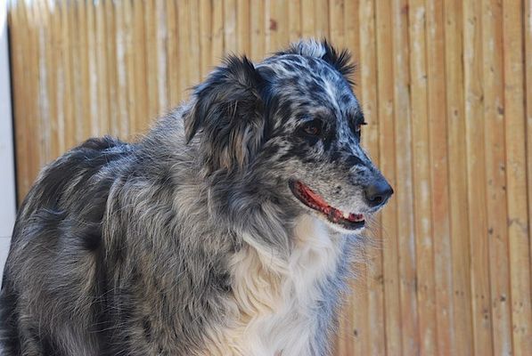 A close up of a dog standing in front of a wooden fence.