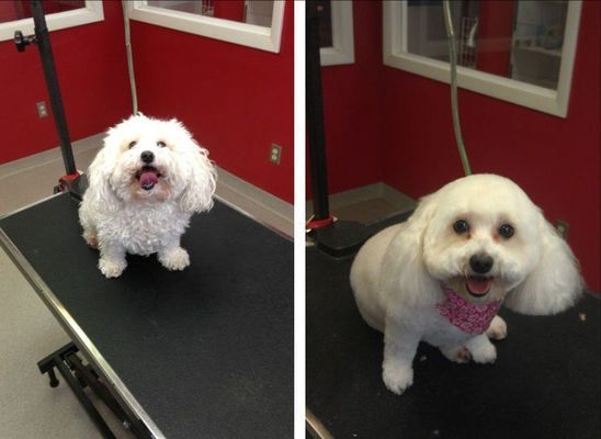 A before and after picture of a white dog on a treadmill