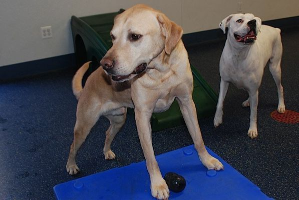 Two dogs are standing next to each other on a blue mat