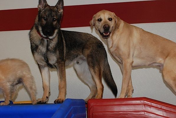 Three dogs are standing next to each other in a room.