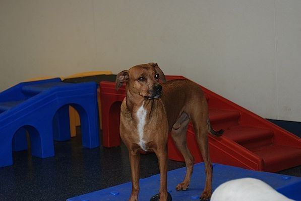 A brown and white dog is standing on a blue mat in a room.