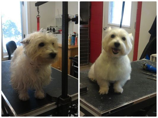 Two pictures of a white dog before and after being groomed