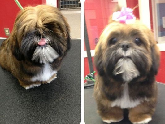 Two pictures of a dog before and after being groomed